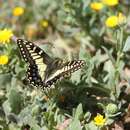 Image of Corsican Swallowtail