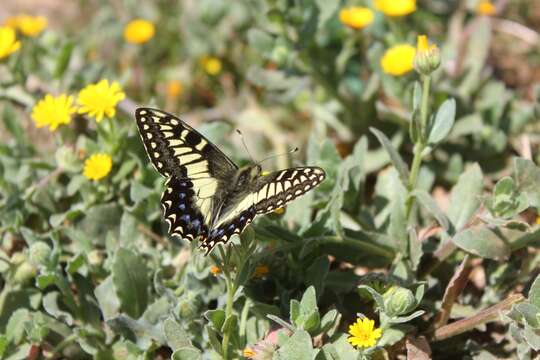 Image of Corsican Swallowtail
