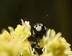 Image of Hylaeus signatus (Panzer 1798)