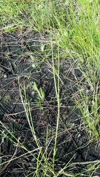 Image of Florida Beak Sedge