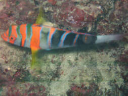 Image of Harlequin Tuskfish