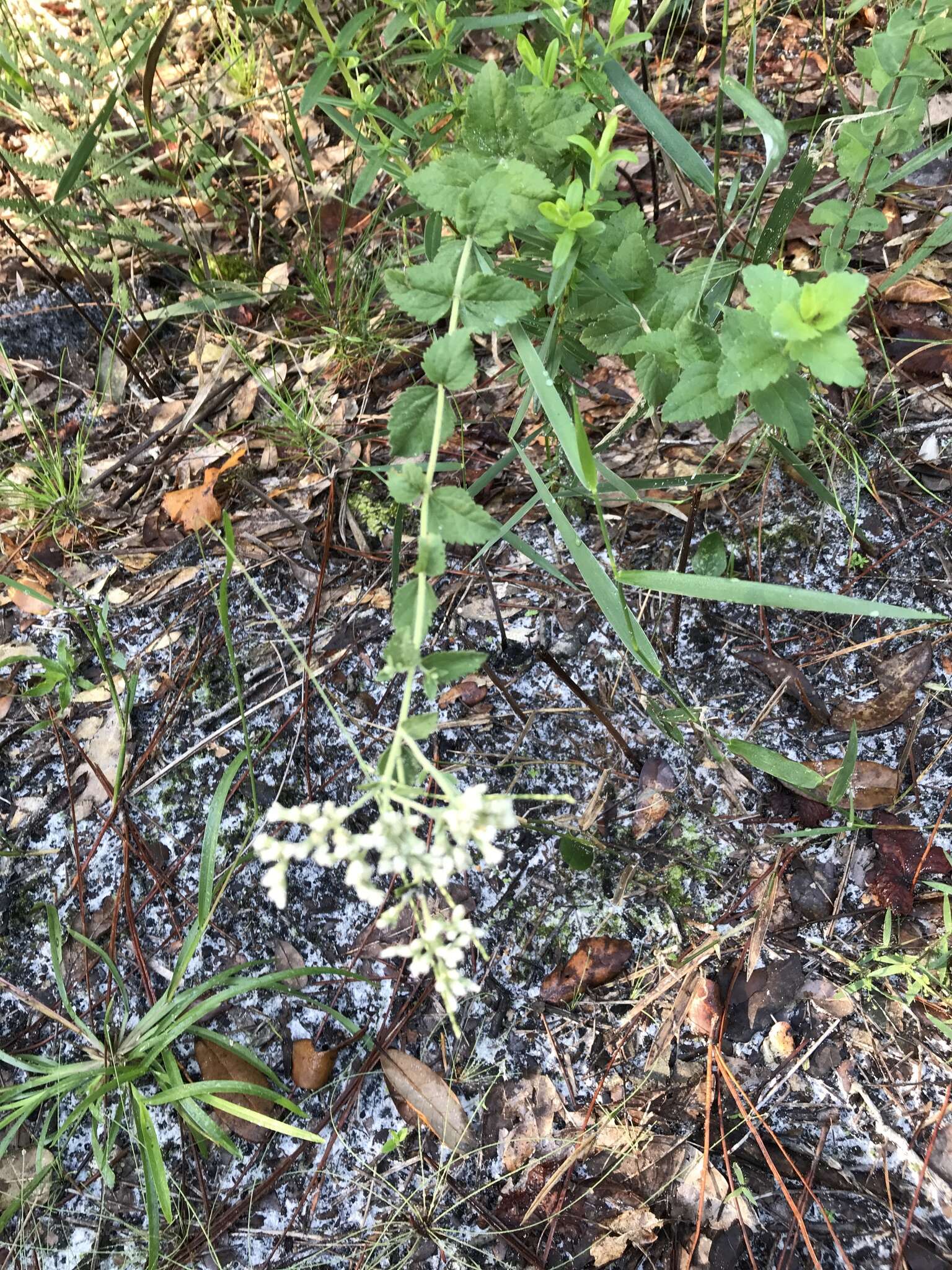 Image of roundleaf thoroughwort