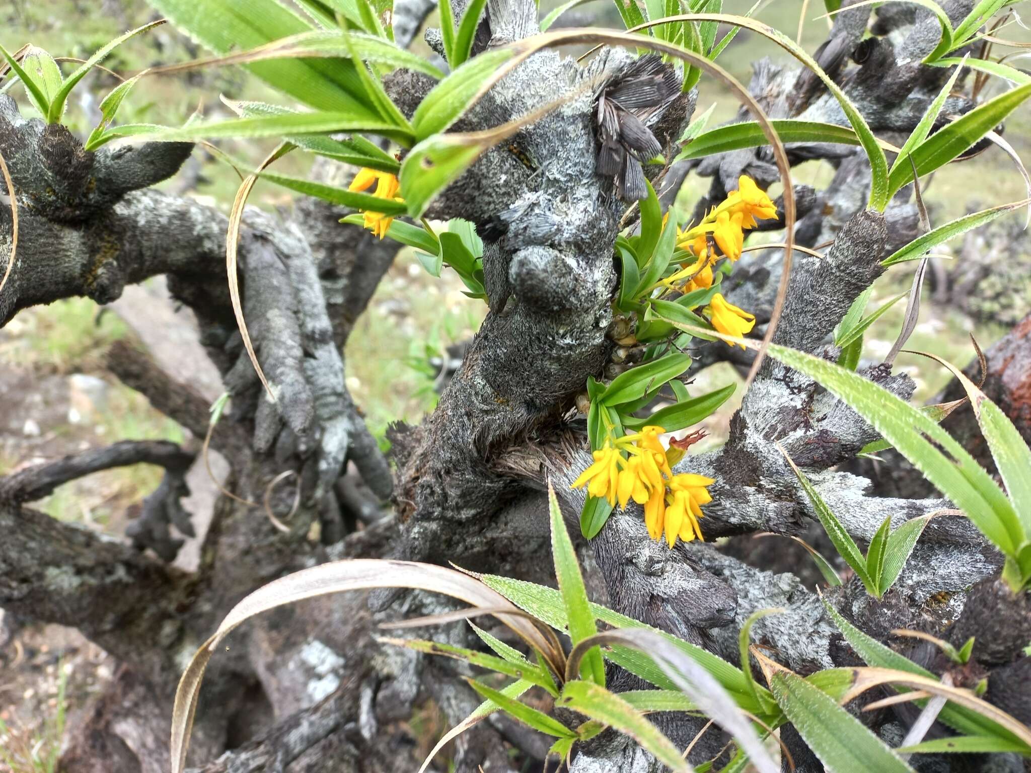 Image de Polystachya mafingensis P. J. Cribb