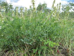 Plancia ëd Astragalus williamsii Rydb.