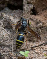 Sivun Symmorphus murarius (Linnaeus 1758) kuva