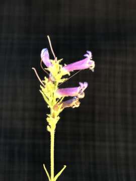 Image of Peck's beardtongue