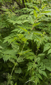 Image of Urtica dioica subsp. sondenii (Simmons) Hylander