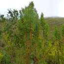 Imagem de Leucadendron salicifolium (Salisb.) I. Williams