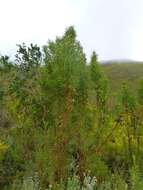 Imagem de Leucadendron salicifolium (Salisb.) I. Williams