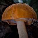 Image of Amanita armeniaca A. E. Wood 1997