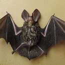 Image of Gould's Long-eared Bat