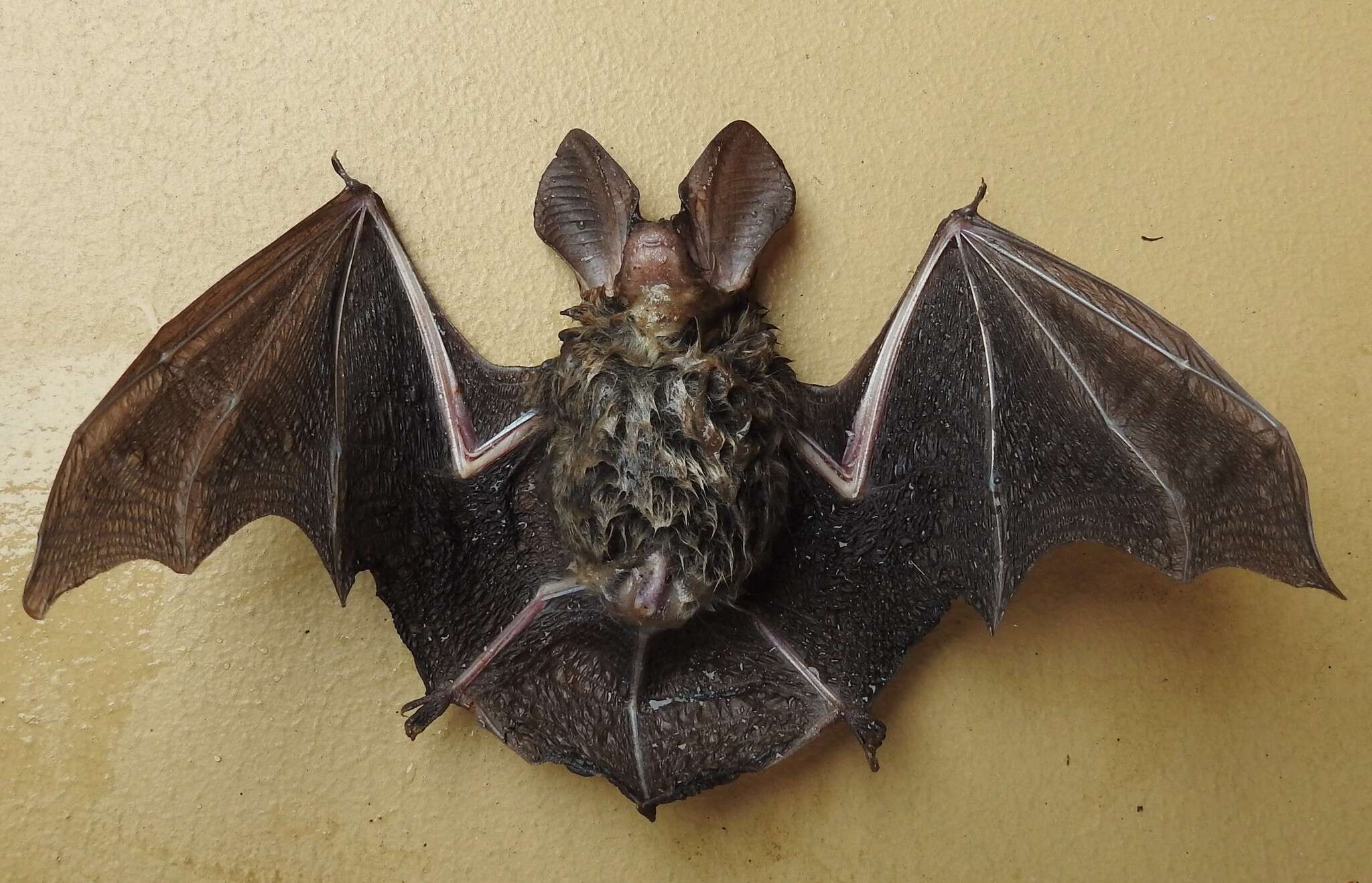 Image of Gould's Long-eared Bat