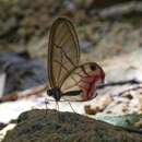 Image de Cithaerias pireta Cramer 1782