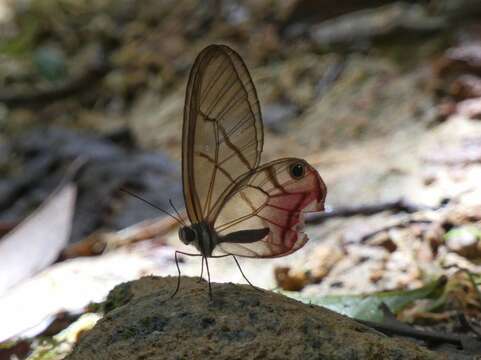 Image de Cithaerias pireta Cramer 1782