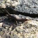 Image of sea bristletail