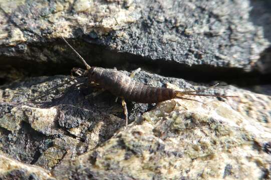 Image of sea bristletail