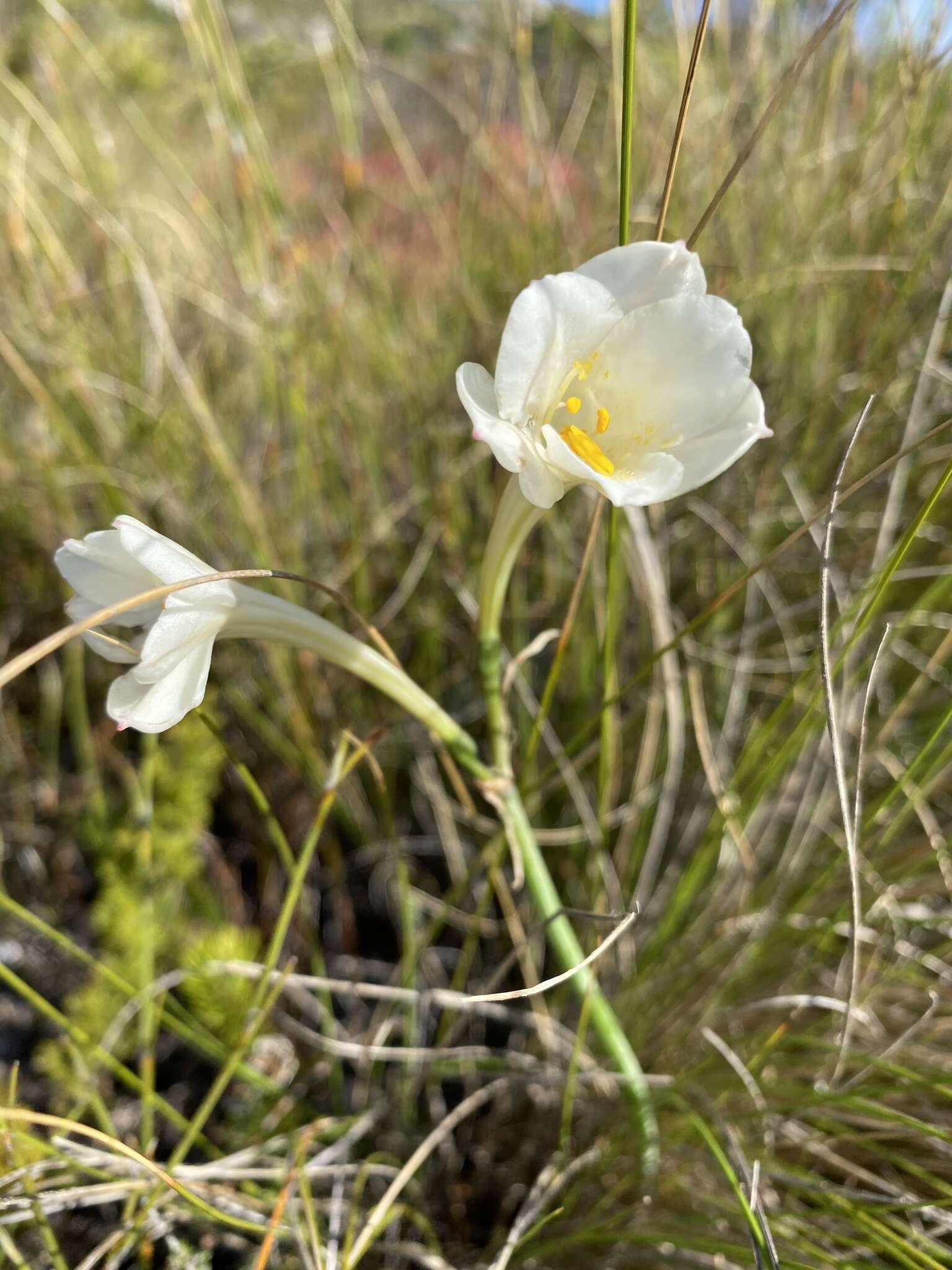 Image of Cyrtanthus leucanthus Schltr.