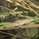 Plancia ëd Brachycrotaphus tryxalicerus (Fischer 1853)