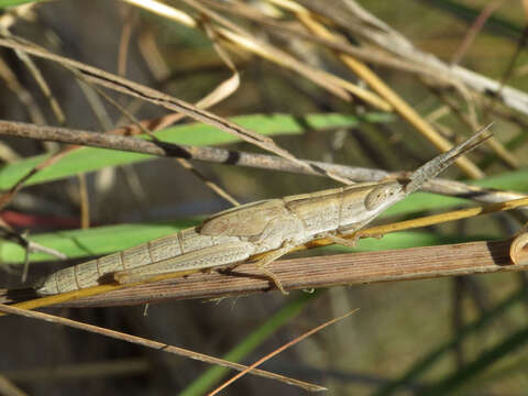 Image of Brachycrotaphus