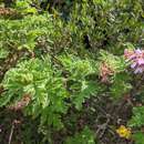 Image of oakleaf geranium