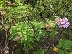 Image of oakleaf geranium