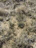 Image of Amargosa Pupfish