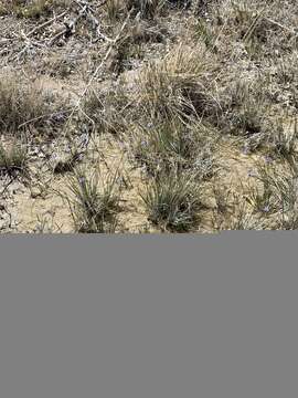 Image of Amargosa Pupfish