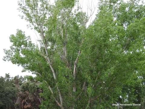 Image of Carolina poplar