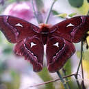 Attacus inopinatus Jurriaanse & Lindemans 1920 resmi