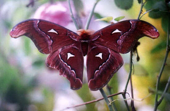 Imagem de Attacus inopinatus Jurriaanse & Lindemans 1920