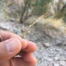 Image of pinyon ricegrass