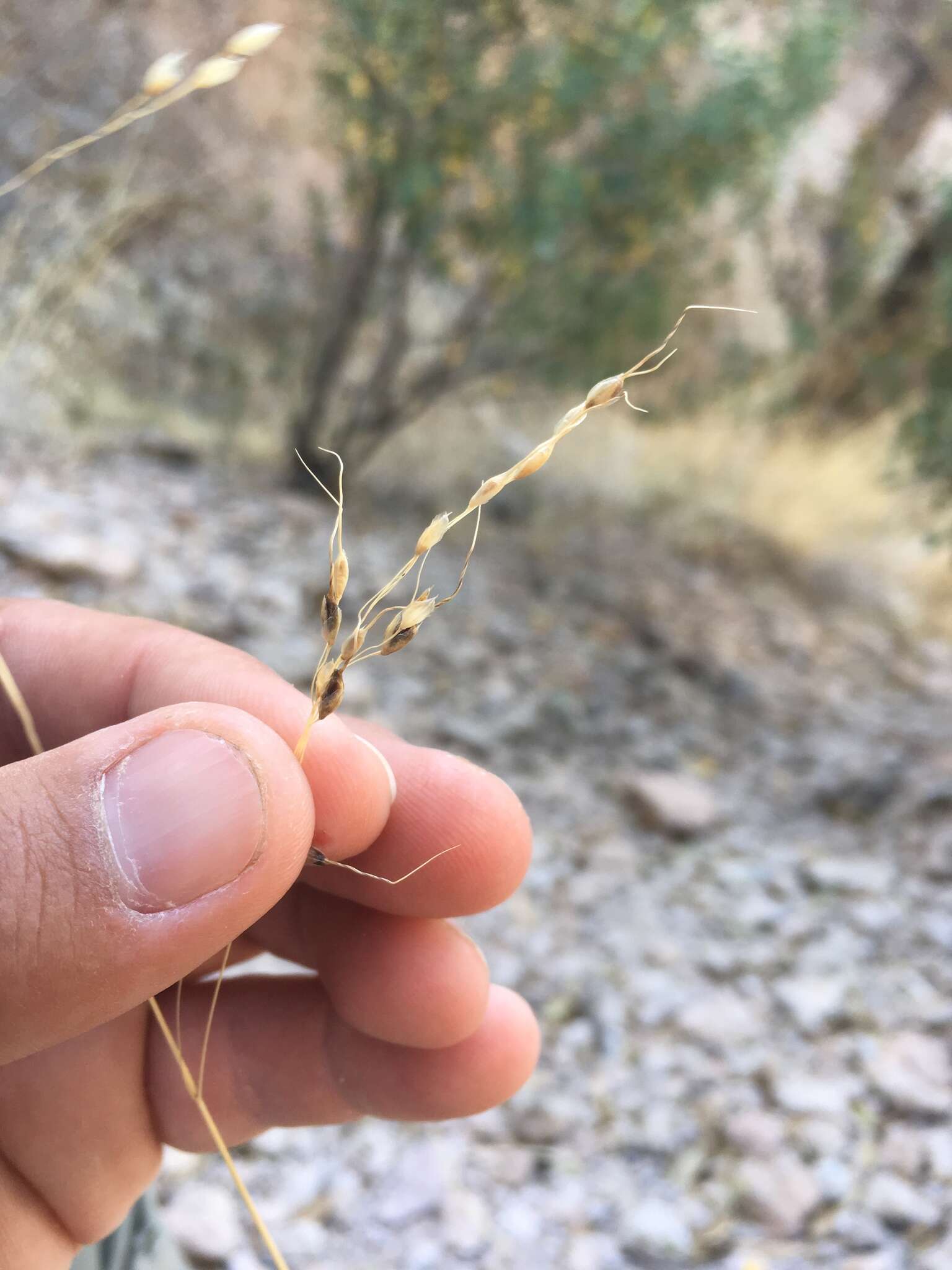 Image of pinyon ricegrass