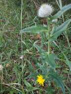 Image of Cirsium laniflorum (M. Bieb.) Fischer