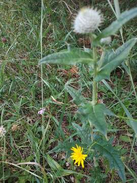 Image of Cirsium laniflorum (M. Bieb.) Fischer