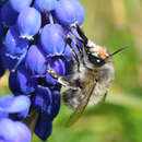 Anthophora plumipes (Pallas 1772)的圖片