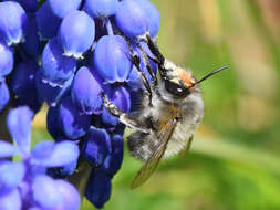 Image of Anthophora plumipes (Pallas 1772)