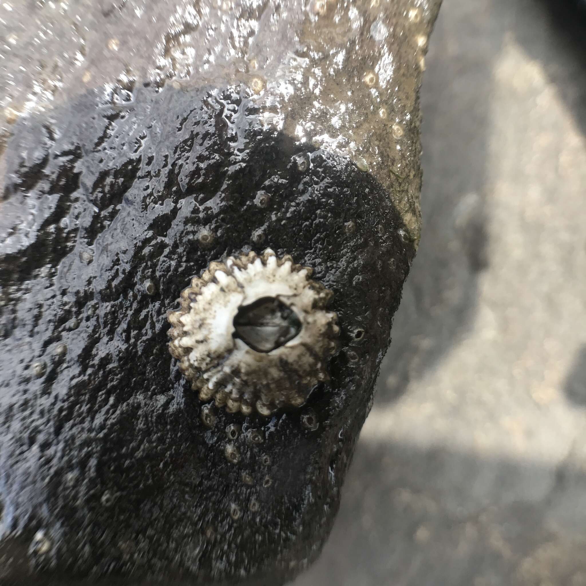 Image of Acorn barnacle