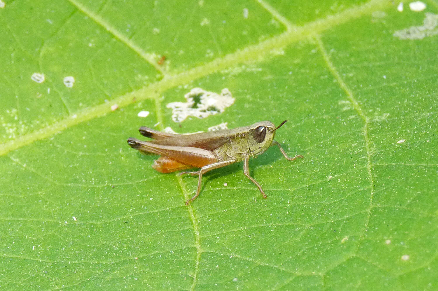 Слика од Amblytropidia australis Bruner & L. 1904