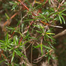 Image of Coprosma rugosa Cheeseman