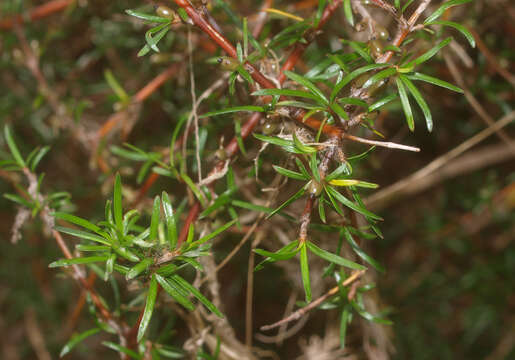 Imagem de Coprosma rugosa Cheeseman