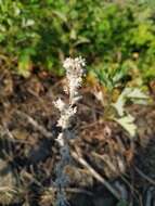 Image of field cudweed