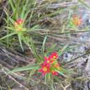 Image of Collomia biflora (Ruiz & Pav.) A. Brand