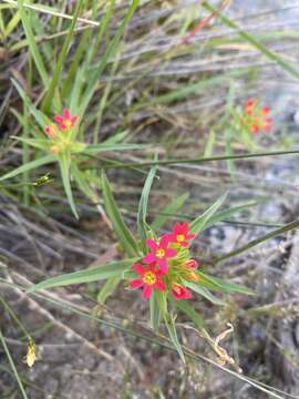 Image of Collomia biflora (Ruiz & Pav.) A. Brand