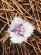 Imagem de Calochortus coeruleus (Kellogg) S. Watson