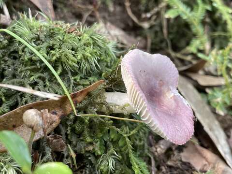 Image of Russula maculata Quél. 1878