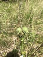 Image of Eryngium yuccifolium var. yuccifolium