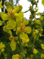 Image of Verbascum denudatum Pfund