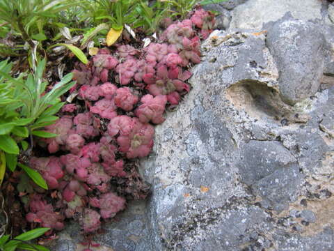 Image of Crassula orbicularis L.