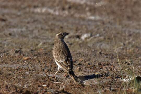 Image of Asian Short-toed Lark