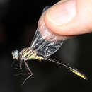 Image of Twin-striped Clubtail